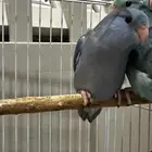 مني روز (بارتوليت)