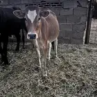 بقره للبيع
