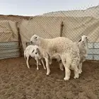 فحل خروف حري مشروط صنف ناهي ارتفاع وجرم طيب