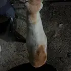 خروف بلدي