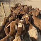 طليان سواكن حمري