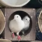 أربع اجواز حمام للبيع