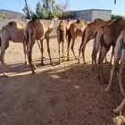 قعدان صومالية مفاريد جملة وتفريد