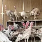 ديوك رومي احجام جامبو وأوزان طيبه للبيع