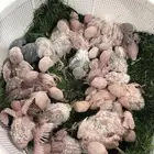 فروخ روز غر اليوم مسحوبات من تحت الاهل