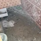 سمان ذكور واناث