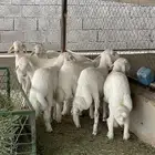 طليان للبيع