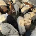 غنم نعيمي لباني