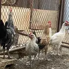 ديوك هجين وبلدي وفيومي