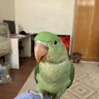 دره نيبالي اليف