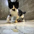 kitten for adoption