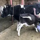 بقره منيحة بيت تحتها حسيل عمر من ثلاثة الى اربعة اشهر
