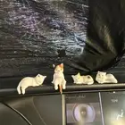 مجسمات قطط تزيين السيارة