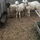 3 حرفان طيبه مقفله