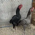 دجاج كوشامو