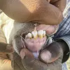 شاه ساكنينه لااهل الصنف السن ثنيه دافع ثلاثه ونص وفوق