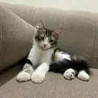 قط للبيع شيرازي