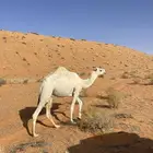 بكرة