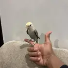 ذكر روز اليف منتج اول انتاج له عمره سنه