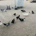 بط مصري مسكوفي