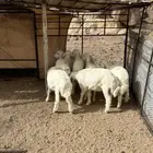 طليان حري