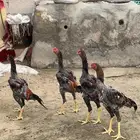 فروخ شامو الماني
