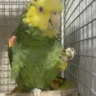 امازون ماقنا