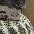 قط شيرازي للبيع