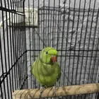 دره هندي متكلم بيع مستعجل بسعر كويس