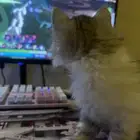 ذكر شرازي من ام سكوتش للبيع