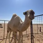 قعود لقي للبيع ساسه باتلي