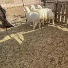 رخال حريات