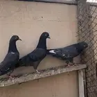 حمام باكستاني