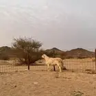 طلي فحل صنف تم البيع