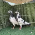 تيدي دبي
