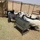 للبيع تيوس منادي