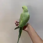 تم البيع دره