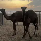حشو
