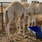 قعدان للبيع