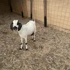 عنز تحتها تيس وجفرة