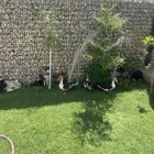 3 بط و 3 ديكه