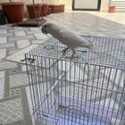 روز عدد داخلي وخارجي اليف مره