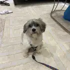 كلب فصيلة مالتيز انثى