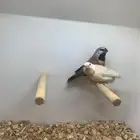 ( تم البيع) للبيع جوز بريسن