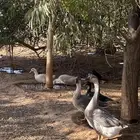 بط  وز للبيع