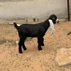 للبيع تيس عارضي لباني عمره شهرين ونص تم البيع