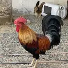 ديوك فري ترثه سيافي من انتاجي