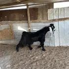 فحل عارضي فاخر