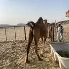 للبيع بكره ساحليه حمرا) تم البيع خارج الموقع