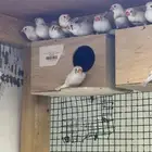 للبيع 10 ازواج زيبرا الالوان واضحه في الفيديو والصور